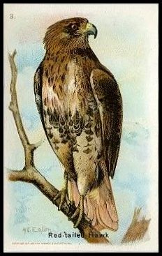 3 Red-tailed Hawk